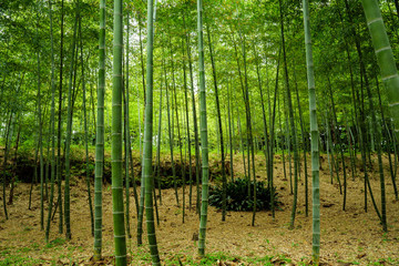 Obraz premium bamboo shoot harvest in Japan 