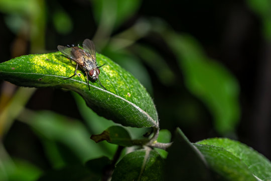 Forest fly on a plant