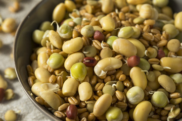 Assorted Raw Sprouted Beans Legumes