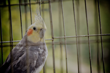 Cacatúa enjaulada 