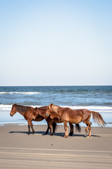 Fototapeta na wymiar horses on the beach 