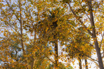 Fototapeta premium Untitled