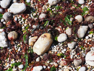 Atlantic Ocean. Algae on pebble beach after low tide. Coast