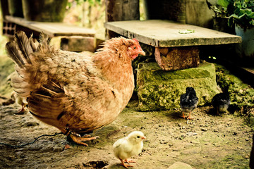 Pollos recién nacidos, Suaita Santander 
