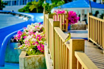 Pájaro amarillo tomando el sol
