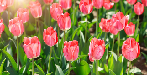 Tulip field, colorful tulips in spring background.