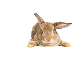 Brown short hair adorable baby rabbit on white background