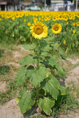 ヒマワリ 香川県まんのう町