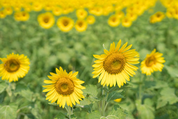 ヒマワリ 香川県まんのう町