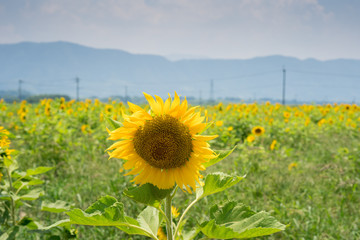 ヒマワリ　徳島県阿波市善入寺島