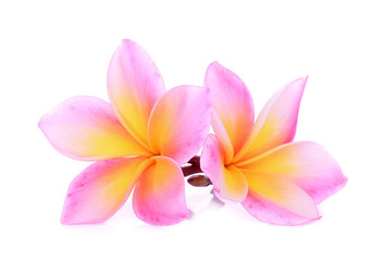 Fototapeta na wymiar pink frangipani (plumeria) flower isolated on white background