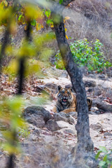 Tiger lying in riverbed behind tree