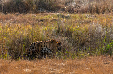 Fototapeta na wymiar tiger walking in tall grass