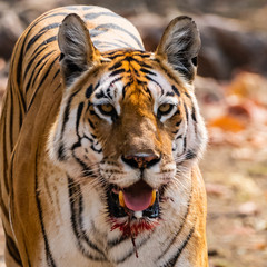 tiger portrait india