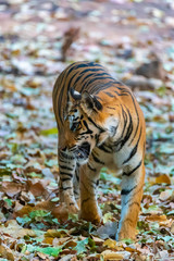 Tiger looking over shoulder