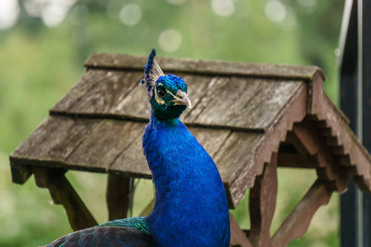 Close up image of a blue male peacock.