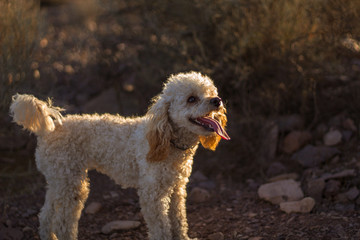 happy poodle dog