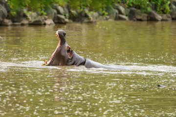 Fototapeta premium Hippopotamuses Showing Huge Jaw in the water.