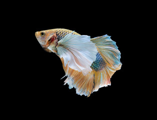 Moving moment of siamese fighting fish, Betta splendens (Plakat Thai) is a popular species of freshwater aquarium fish isolated on black background.