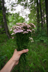 Hand holding bouquet of forest flowers with hand at nature forest, Leisure lifestyle. Eco Organic Hipster Style.  Adventures in the wild concept