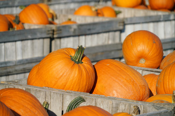 colorful pumpkins in container at farm in autumn harvest season