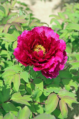 満開の牡丹の花