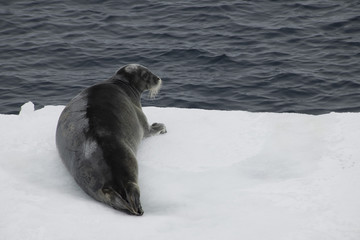 A cute seal resting on edge of ice floe in arctic waters