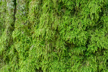 old oak tree trunk covered with moss