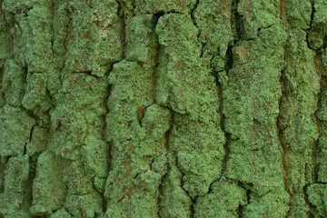 old oak tree trunk covered with lichen