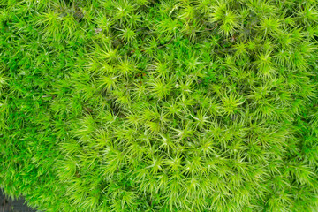 fresh moss on tree stump background