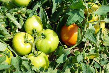 Close up on fresh green tomatoes in the farm field