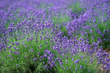 Naklejka premium 富良野ラベンダー