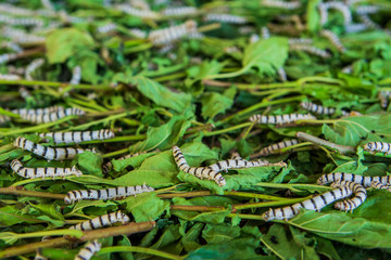 Silkworms eating mulberry leaf in the tray.
