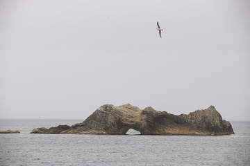 A seagull flying over a rock formation in the middle of Arctic waters