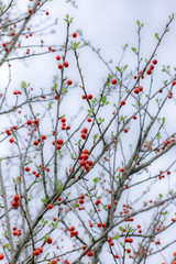 Berry Ground 001