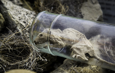Fototapeta na wymiar Dead rat in a jar
