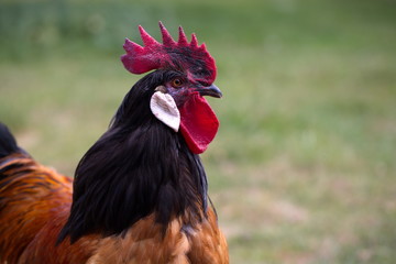 Vorwerkhuhn  -  Vorwerkhahn