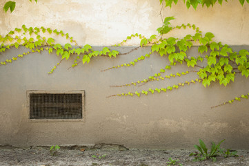 kratka wentylacyjna obrośnięta bluszczem © iwona666