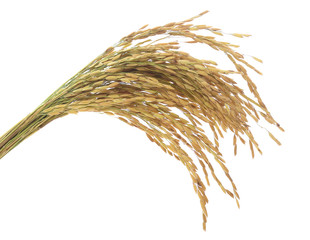 paddy rice seed isolate on a white background