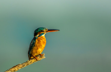 kingfisher waiting for hunting