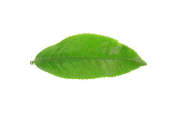 Freshly cut tea leaves on a white background.