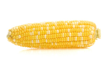 Corn isolated on white background