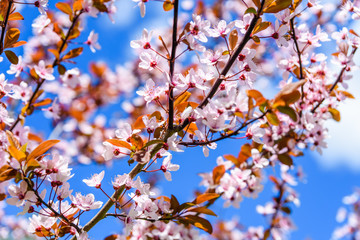 Branches of the blossoming paradise apple tree