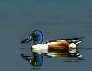 mallard duck waiting for his partner