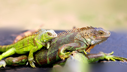 Photo of a close-up funny iguana