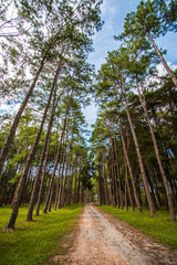 background in nature