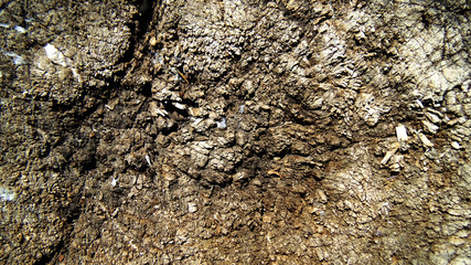 Old fallen tree background. Wooden texture