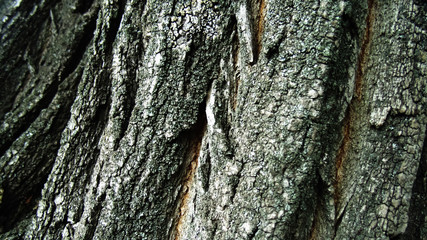 Abstract bark texture. Wooden background