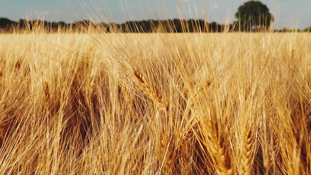 Golden ripe ears of wheat in agricultural field on bright day lights. Slowmo slow motion