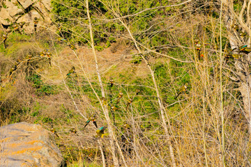 nido del loros triache en arboles lorera pájaros en rio